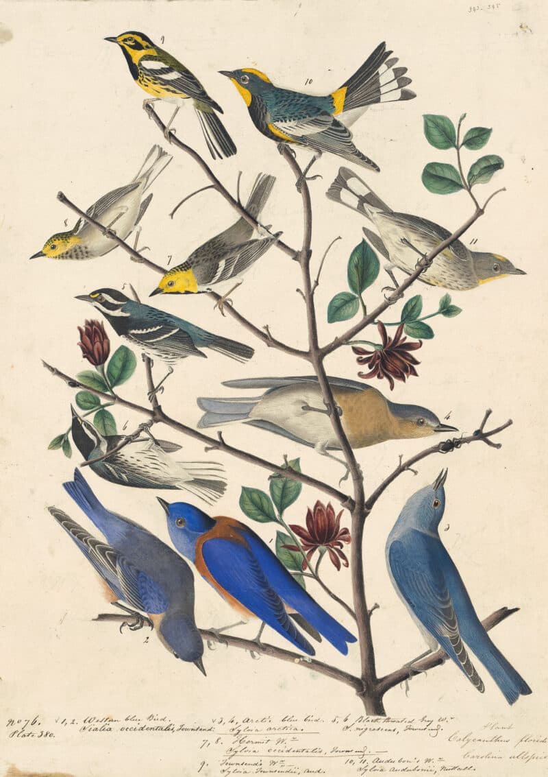 Audubon's Watercolors Pl. 393, Townsend's Warbler, Mountain Bluebird, Western Bluebird, et al