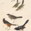 Audubon's Watercolors Pl. 394, Lazuli Bunting, Chestnut-collared Longspur,  Lark Sparrow, Golden-crowned Sparrow,  Rufous-sided Towhee