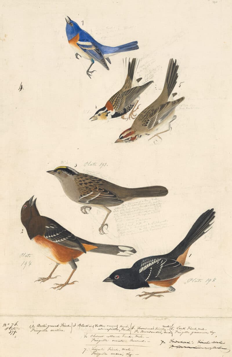 Audubon's Watercolors Pl. 394, Lazuli Bunting, Chestnut-collared Longspur,  Lark Sparrow, Golden-crowned Sparrow,  Rufous-sided Towhee