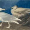 Audubon's Watercolors Pl. 396, Glaucous Gull