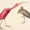 Audubon's Watercolors Pl. 397, Scarlet Ibis