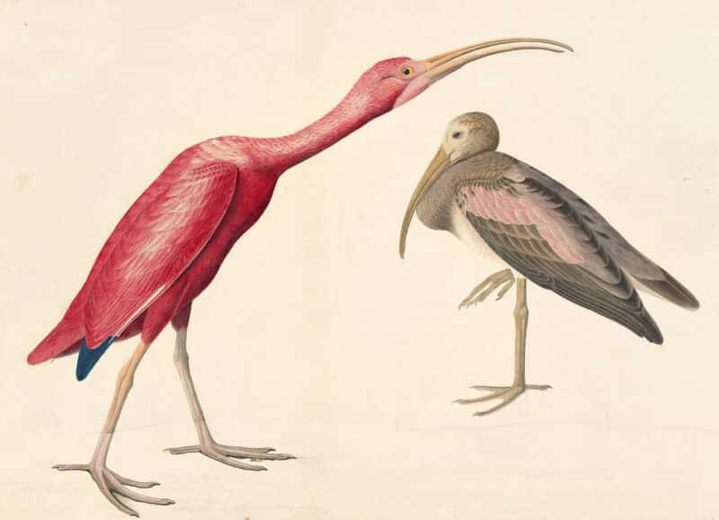 Audubon's Watercolors Pl. 397, Scarlet Ibis