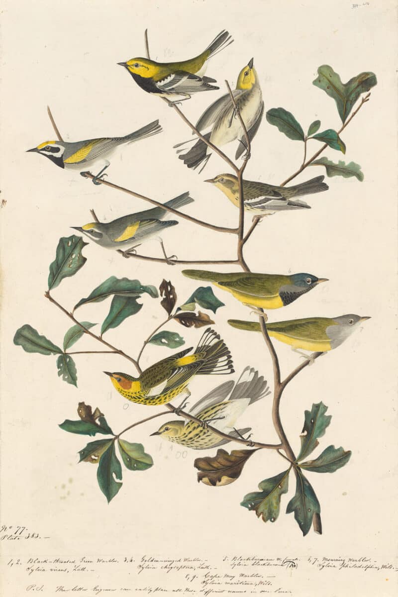Audubon's Watercolors Pl. 399, Black-throated Green Warbler,  Blackburnian Warbler, MacGillivray's Warbler, Cape May Warbler, Golden-winged Warbler