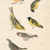 Audubon's Watercolors Pl. 400, Smith's Longspur, Lesser Goldfinch,  Black-headed Siskin, Western Tanager, Hoary Redpoll, Townsend's Bunting