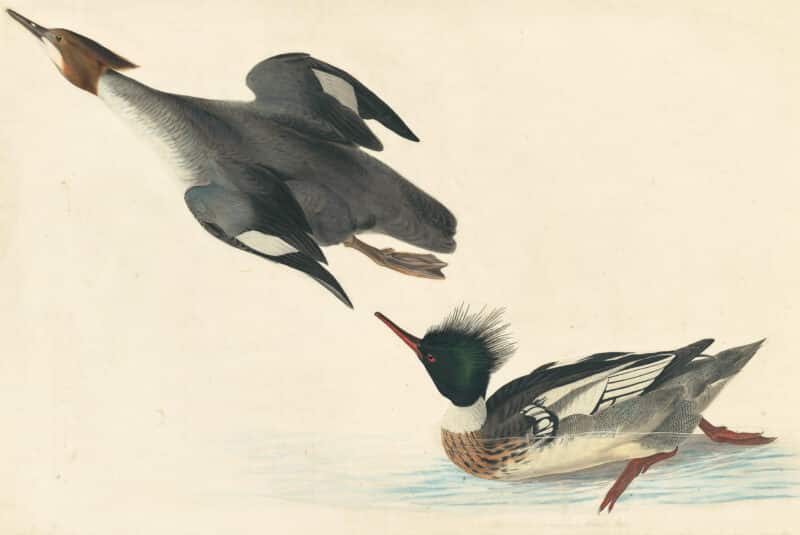 Audubon's Watercolors Pl. 401, Red-breasted Merganser
