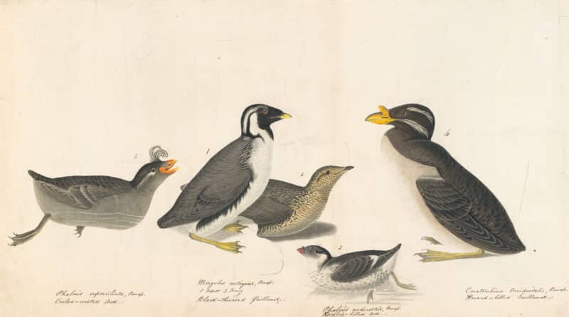 Audubon's Watercolors Pl. 402, Crested Auklet,  Ancient Murrelet, Least Auklet, Rhinoceros Auklet