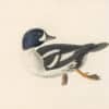 Audubon's Watercolors Pl. 403, Barrow's Goldeneye