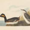 Audubon's Watercolors Pl. 404, Eared Grebe