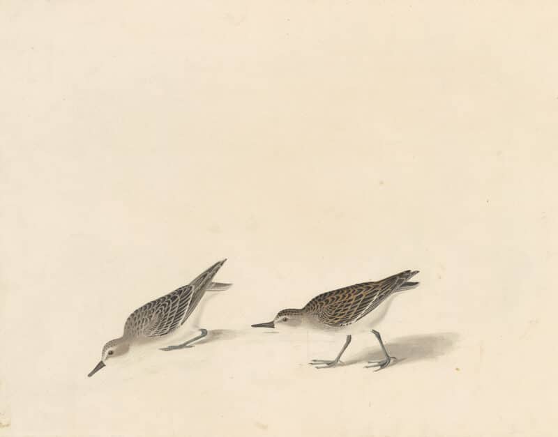Audubon's Watercolors Pl. 405, Semipalmated Sandpiper