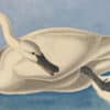 Audubon's Watercolors Pl. 406, Trumpeter Swan