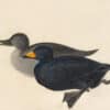 Audubon's Watercolors Pl. 408, Black Scoter