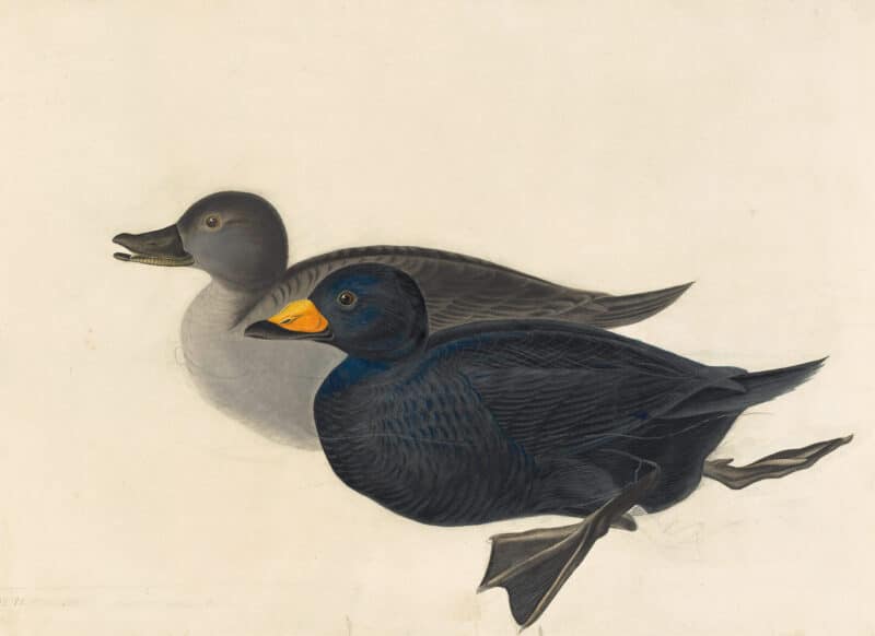 Audubon's Watercolors Pl. 408, Black Scoter