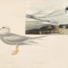 Audubon's Watercolors Pl. 409, Forster's Tern and Trudeau's Tern