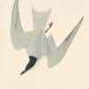 Audubon's Watercolors Pl. 410, Gull-billed Tern
