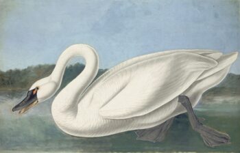 Audubon's Watercolors Pl. 411, Common American Swan
