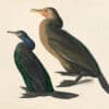 Audubon's Watercolors Pl. 412, Pelagic Cormorant and Brandt's Cormorant