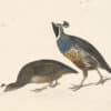 Audubon's Watercolors Pl. 413, California Quail