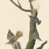 Audubon's Watercolors Pl. 415, Brown Creeper and Pygmy Nuthatch
