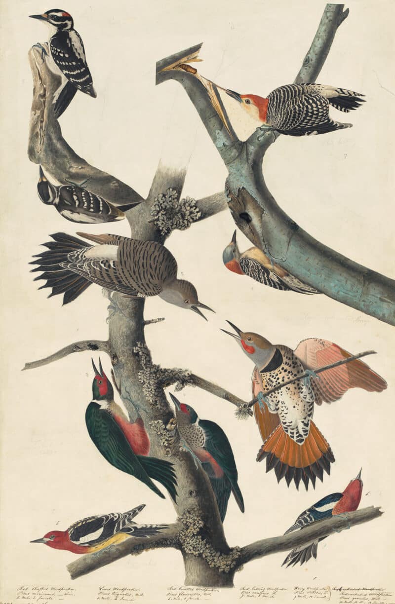 Audubon's Watercolors Pl. 416, Red-bellied Woodpecker, Northern Flicker, Yellow-bellied Sapsucker, Lewis's Woodpecker and Hairy Woodpecker