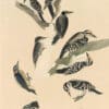 Audubon's Watercolors Pl. 417, Hairy Woodpecker and Three-toed Woodpecker