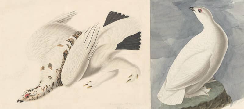 Audubon's Watercolors Pl. 418, Rock Ptarmigan, White-tailed Ptarmigan