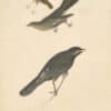 Audubon's Watercolors Pl. 419, Hermit Thrush, Townsend's Solitaire and Gray Jay