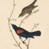 Audubon's Watercolors Pl. 420, Red-winged Blackbird