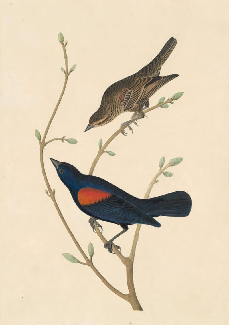 Audubon's Watercolors Pl. 420, Red-winged Blackbird