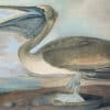 Audubon's Watercolors Pl. 421, Brown Pelican