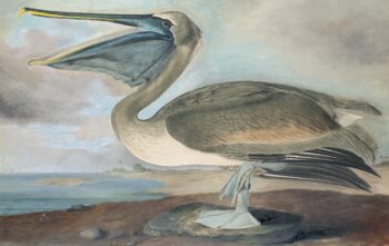 Audubon's Watercolors Pl. 421, Brown Pelican