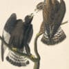 Audubon's Watercolors Pl. 422, Rough-legged Hawk