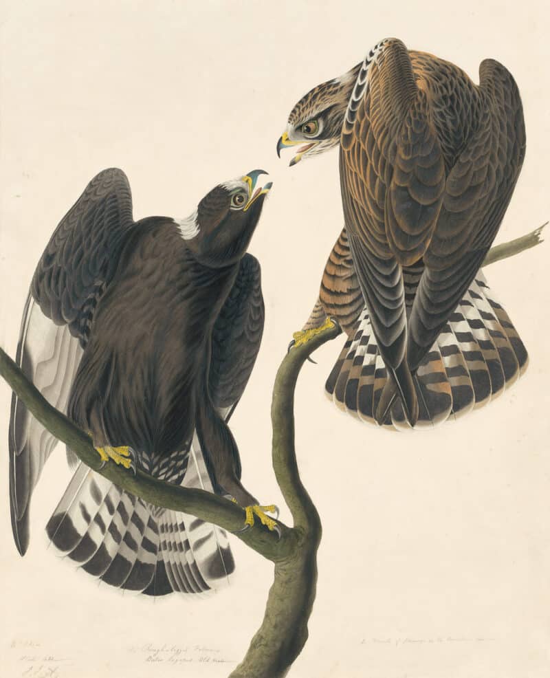 Audubon's Watercolors Pl. 422, Rough-legged Hawk