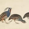 Audubon's Watercolors Pl. 423, Mountain Quail and Crested Bobwhite