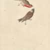 Audubon's Watercolors Pl. 424, House Finch and Gray-crowned Rosy Finch