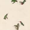 Audubon's Watercolors Pl. 425, Anna's Hummingbird