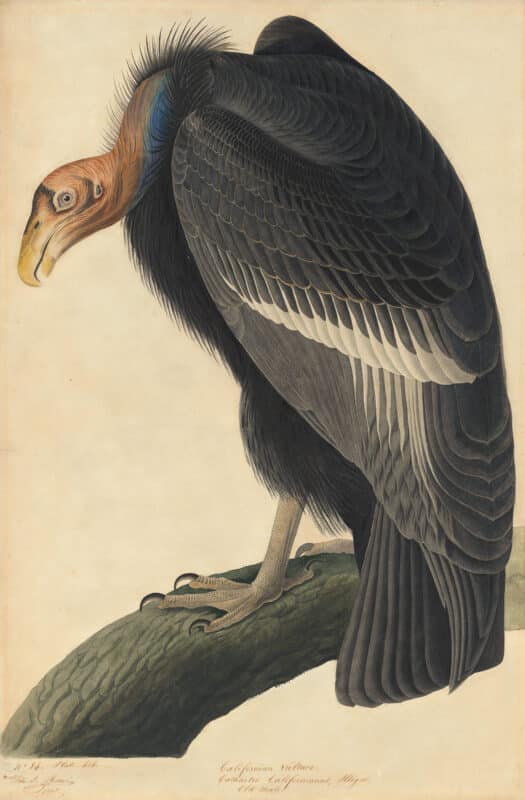 Audubon's Watercolors Pl. 426, California Condor