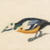 Audubon's Watercolors Pl. 429, Steller's Eider