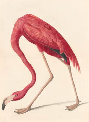 Audubon's Watercolors Pl. 431, American Flamingo