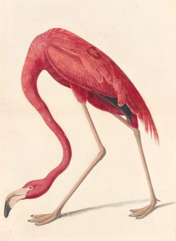 Audubon's Watercolors Pl. 431, American Flamingo
