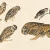 Audubon's Watercolors Pl. 432, Burrowing Owl, Little Owl , Northern Pygmy Owl and Short-eared Owl, Havell
