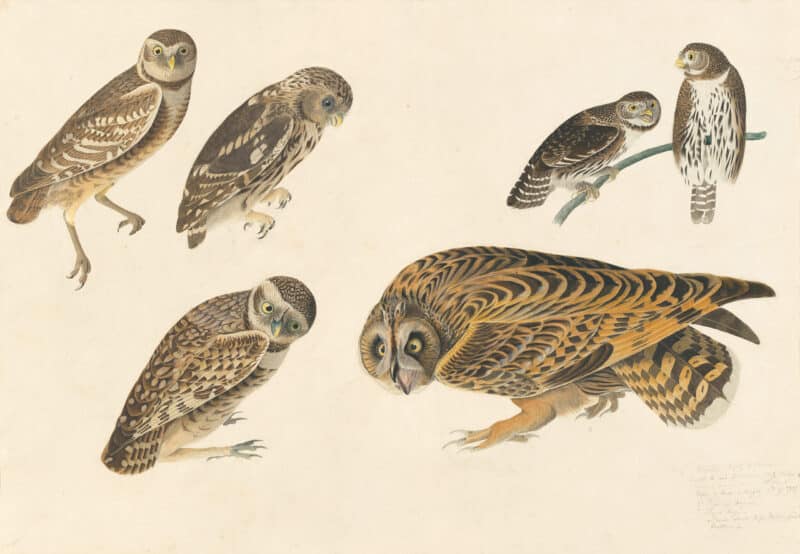 Audubon's Watercolors Pl. 432, Burrowing Owl, Little Owl , Northern Pygmy Owl and Short-eared Owl, Havell