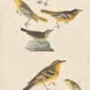 Audubon's Watercolors Pl. 433, Northern Oriole, Northern Waterthrush,  Lesser Goldfinch and Varied Thrush