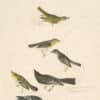 Audubon's Watercolors Pl. 434, Red-eyed Vireo,  Least Flycatcher, Small-headed Flycatcher,  Black Phoebe, Blue Mountain Warbler, Western Wood-Pewee