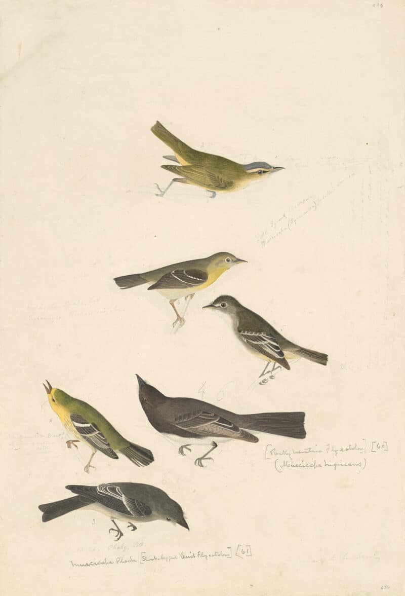 Audubon's Watercolors Pl. 434, Red-eyed Vireo,  Least Flycatcher, Small-headed Flycatcher,  Black Phoebe, Blue Mountain Warbler, Western Wood-Pewee