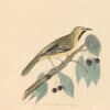 Audubon's Watercolors Pl. 1A, Orchard Oriole