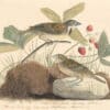 Audubon's Watercolors Pl. 2A, Dickcissel
