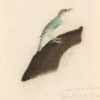 Audubon's Watercolors Pl. 5A, Sylvia trochitus delicata