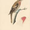 Audubon's Watercolors Pl. 6A, Rose-breasted Grosbeak