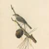 Audubon's Watercolors Pl. 8A, Eastern Wood-Pewee