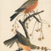 Audubon's Watercolors Pl. 9A, American Robin